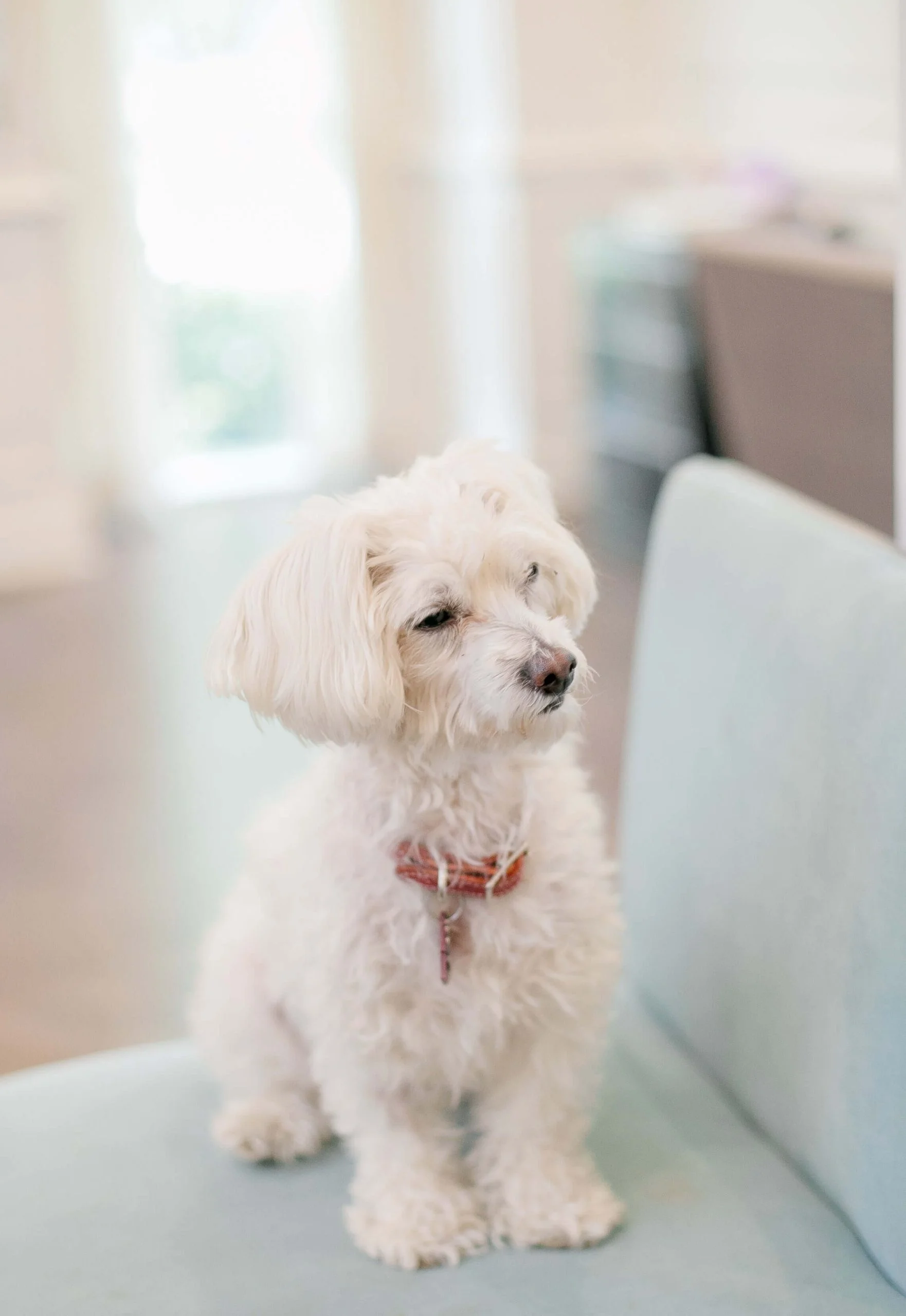 Why might a Maltipoo puppy not gain weight as they should? 