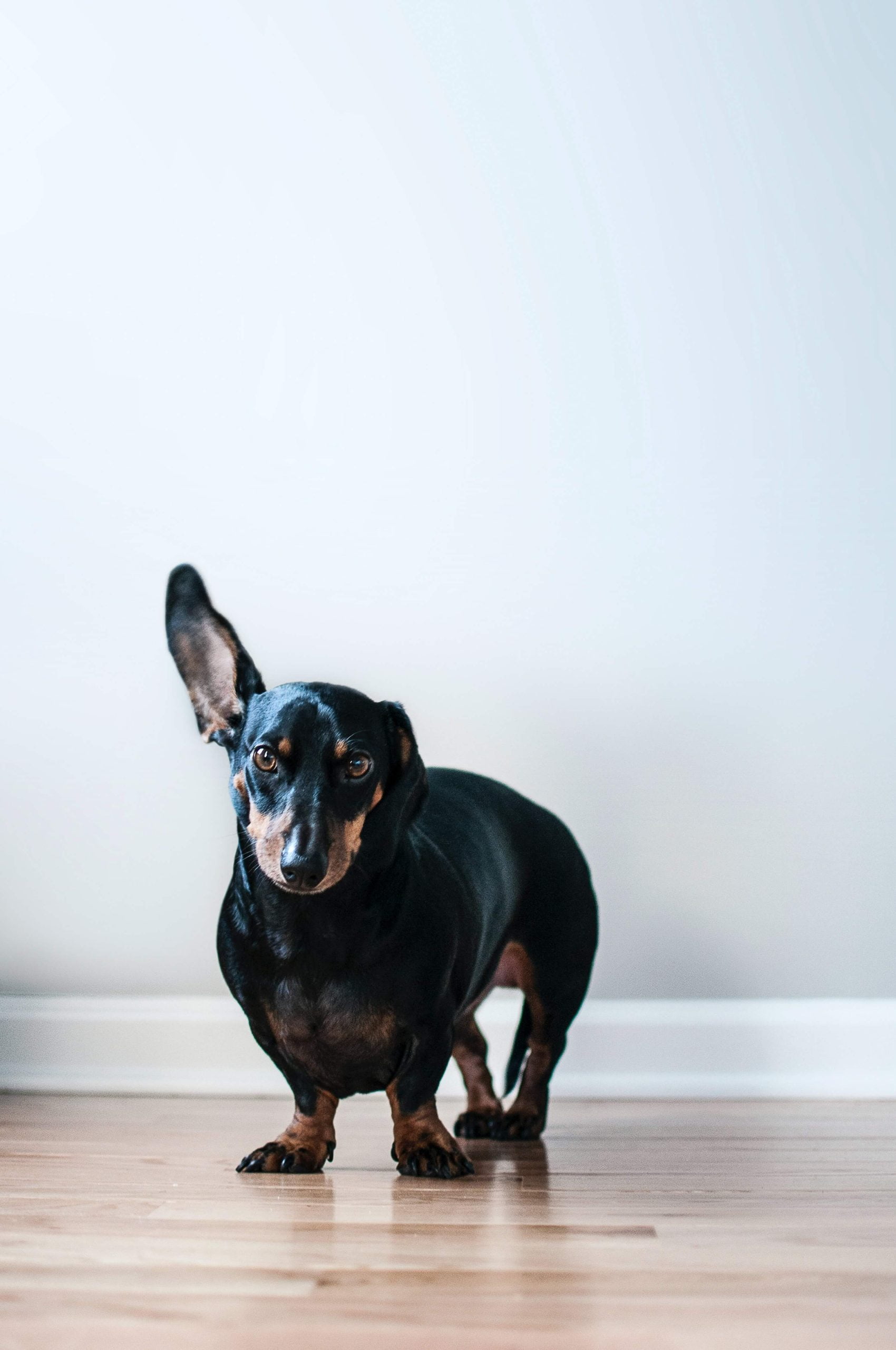 How can diet help dachshund stomach issues?