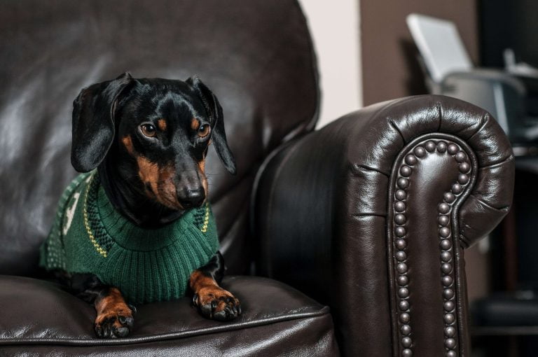Dachshund Stomach Issues – How Can You Help?