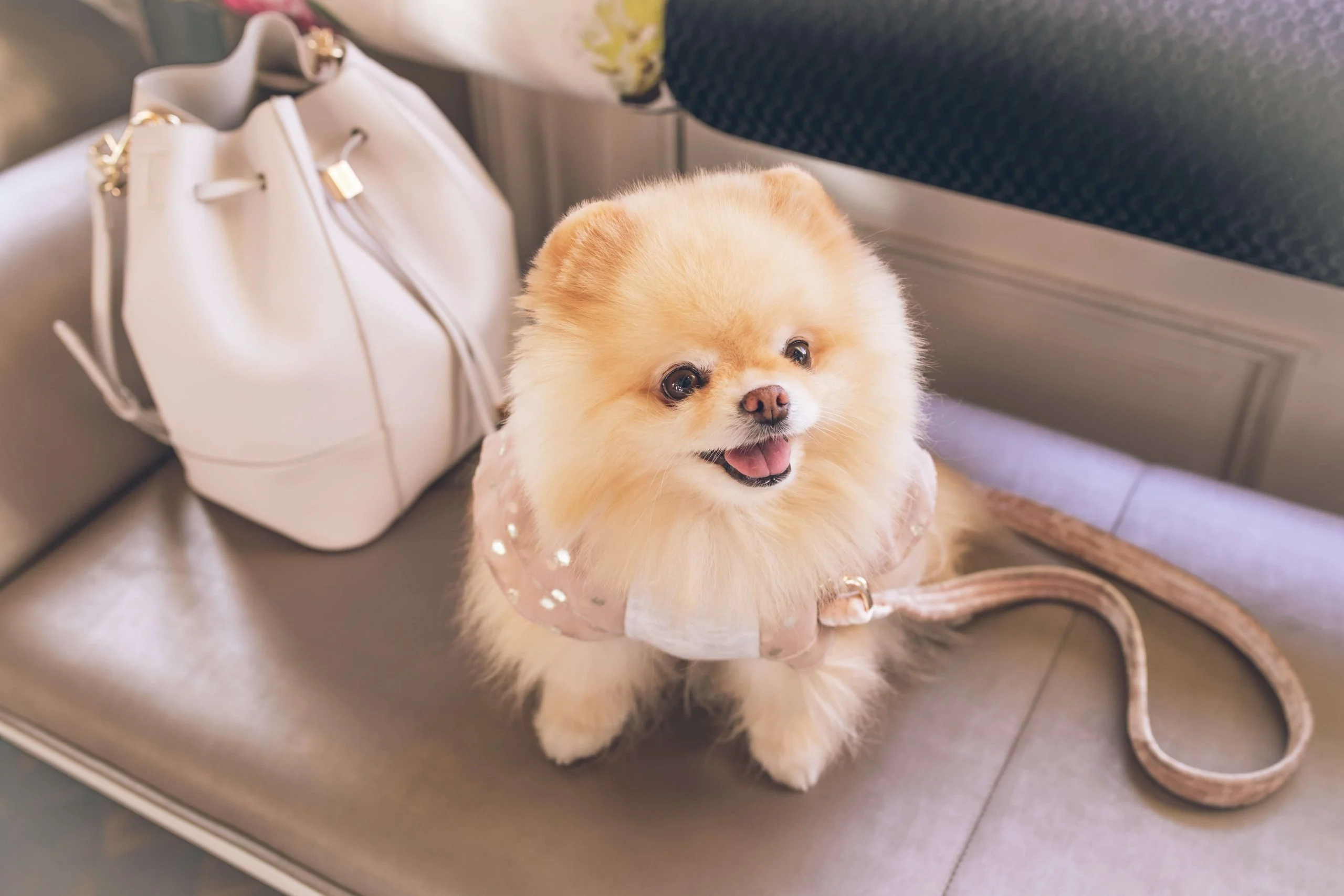  Why might a Pomeranian puppy not be gaining weight? 