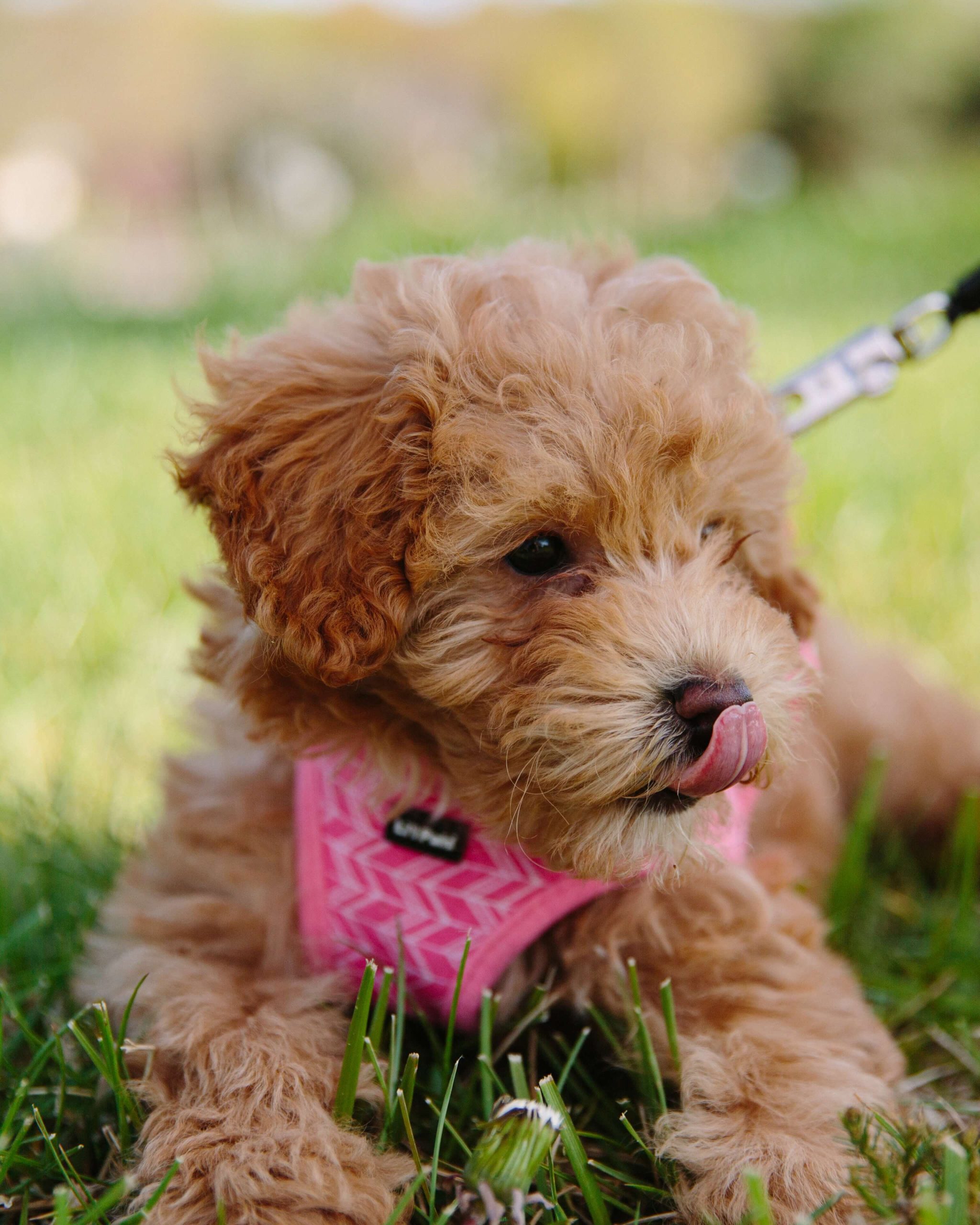 What should you do if your Maltipoo puppy isn’t growing as they should?