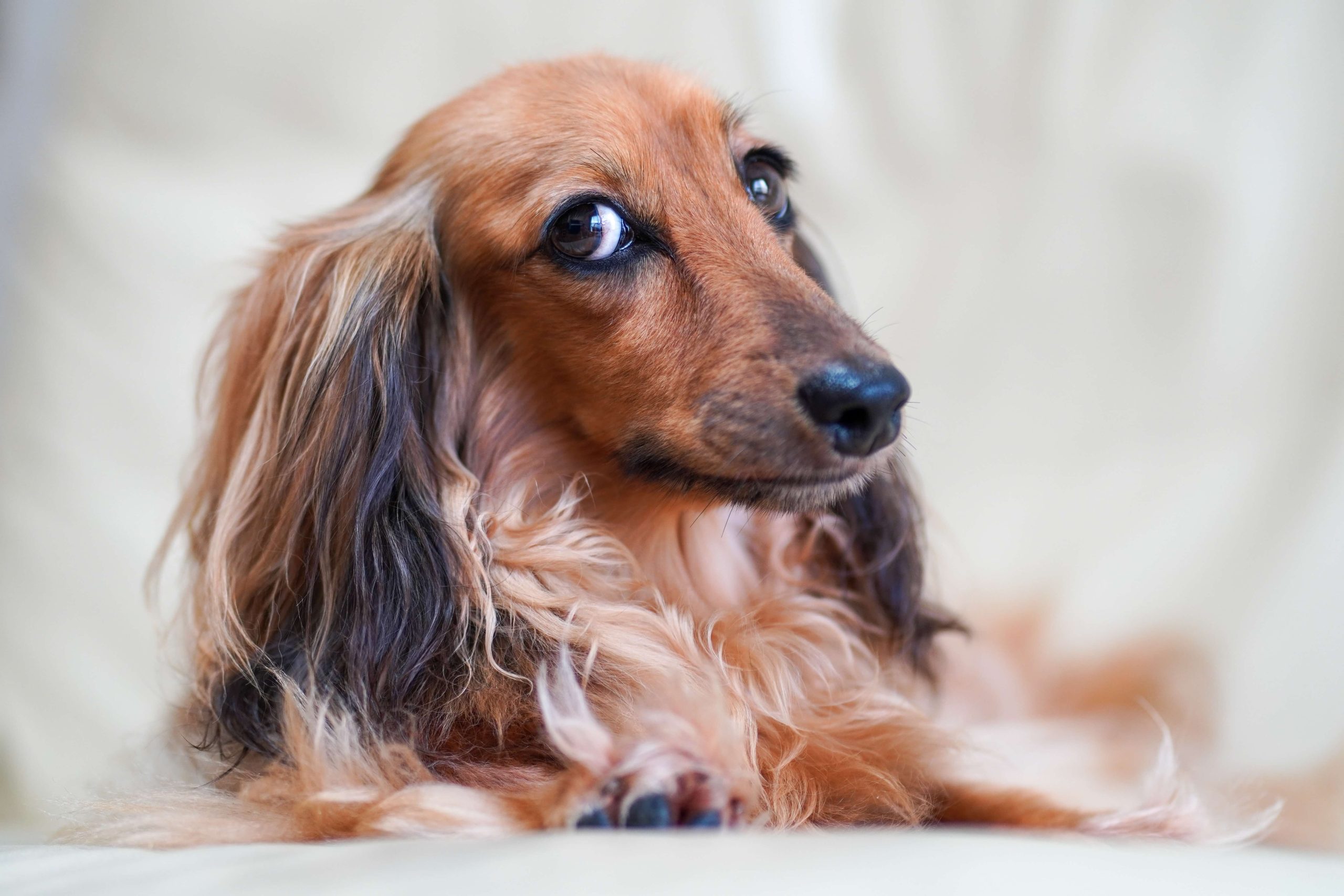 Long Haired Miniature Dachshund