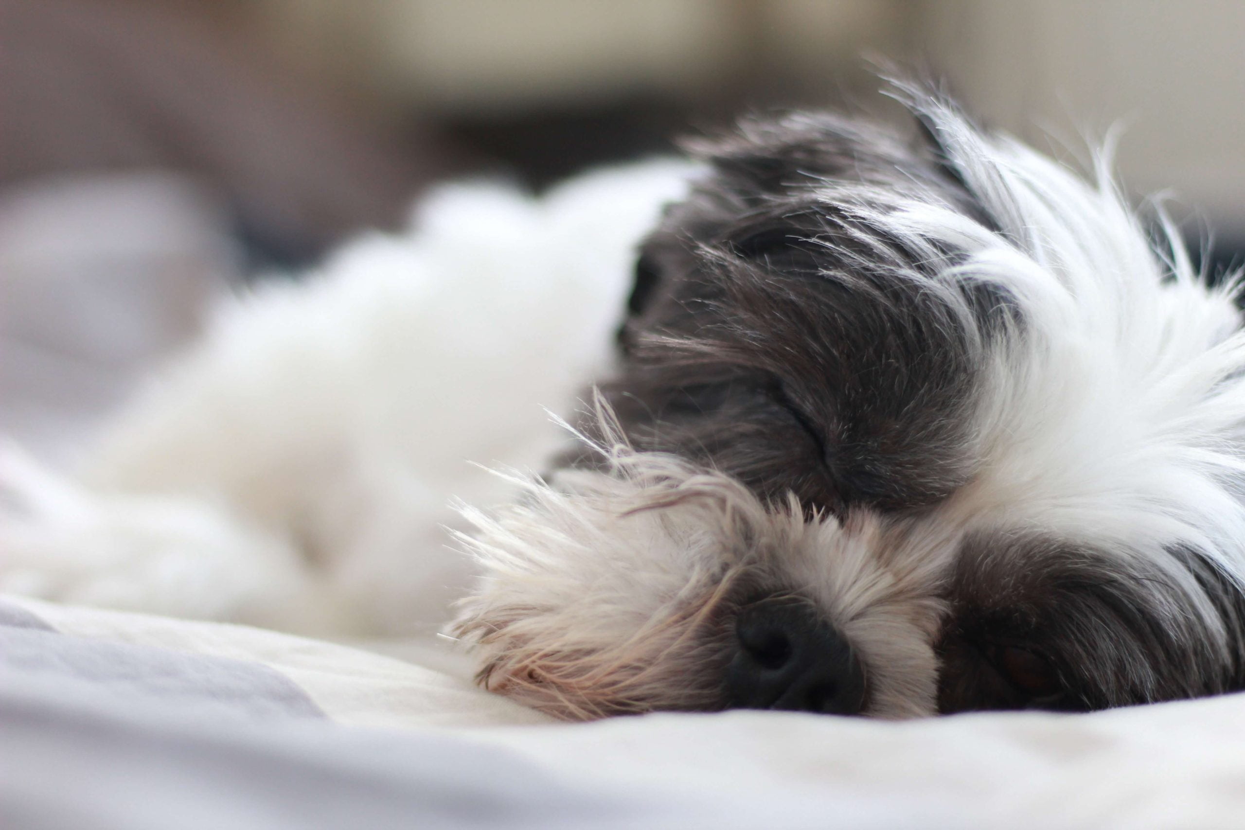 How are digestive problems in Shih Tzu diagnosed?