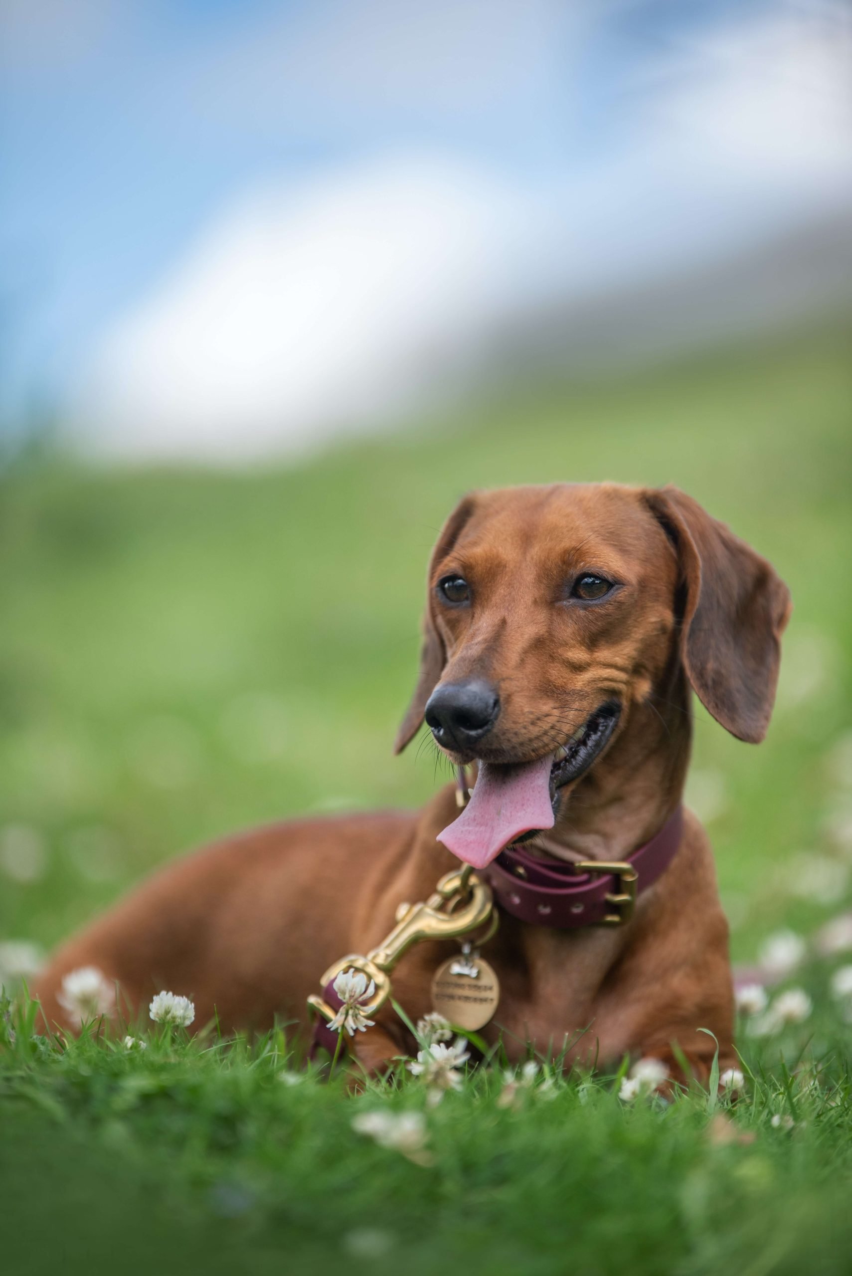What should I do if my adult Dachshund is overweight?