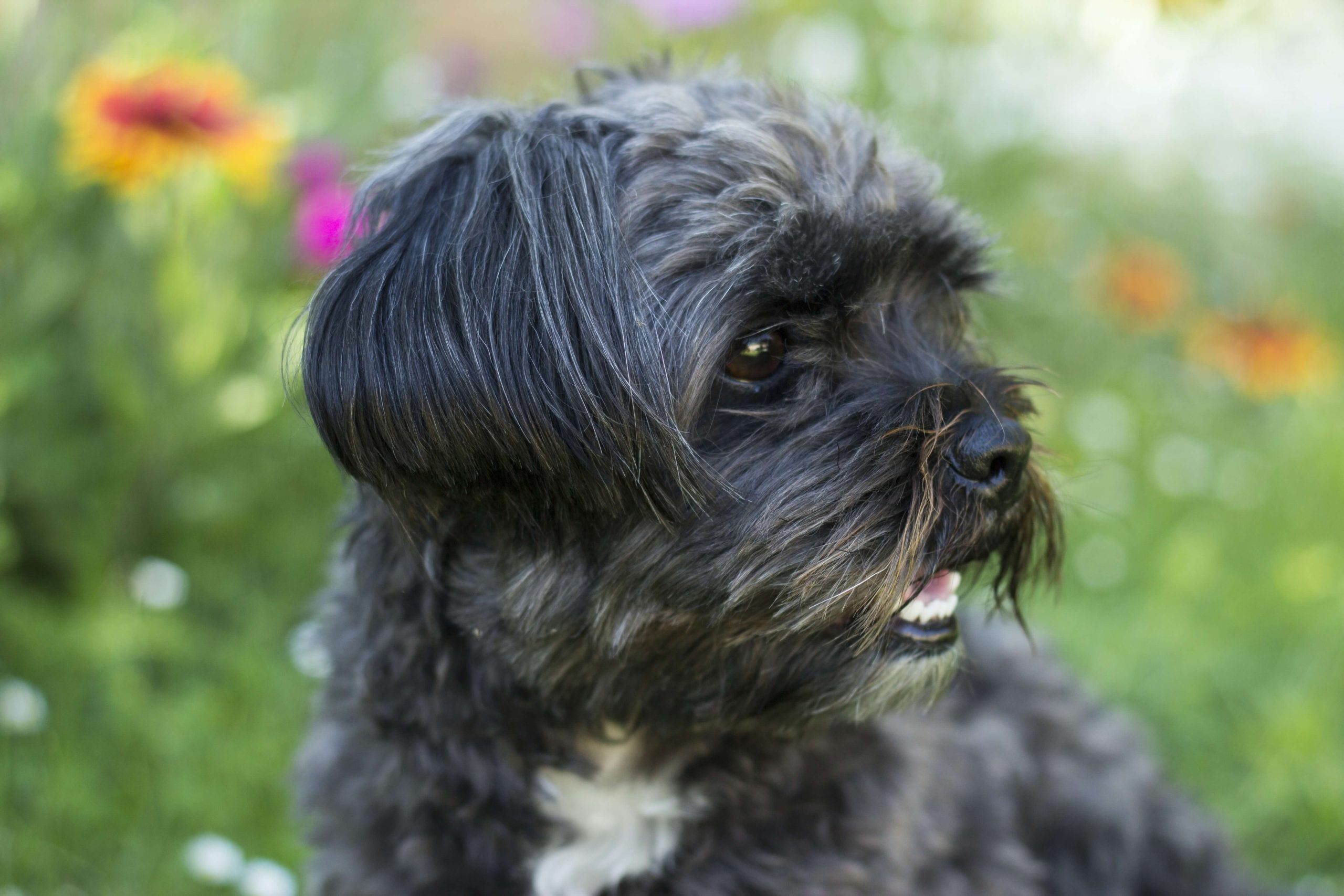 Shih Tzu Digestive Problems: Symptoms, Causes & Treatments