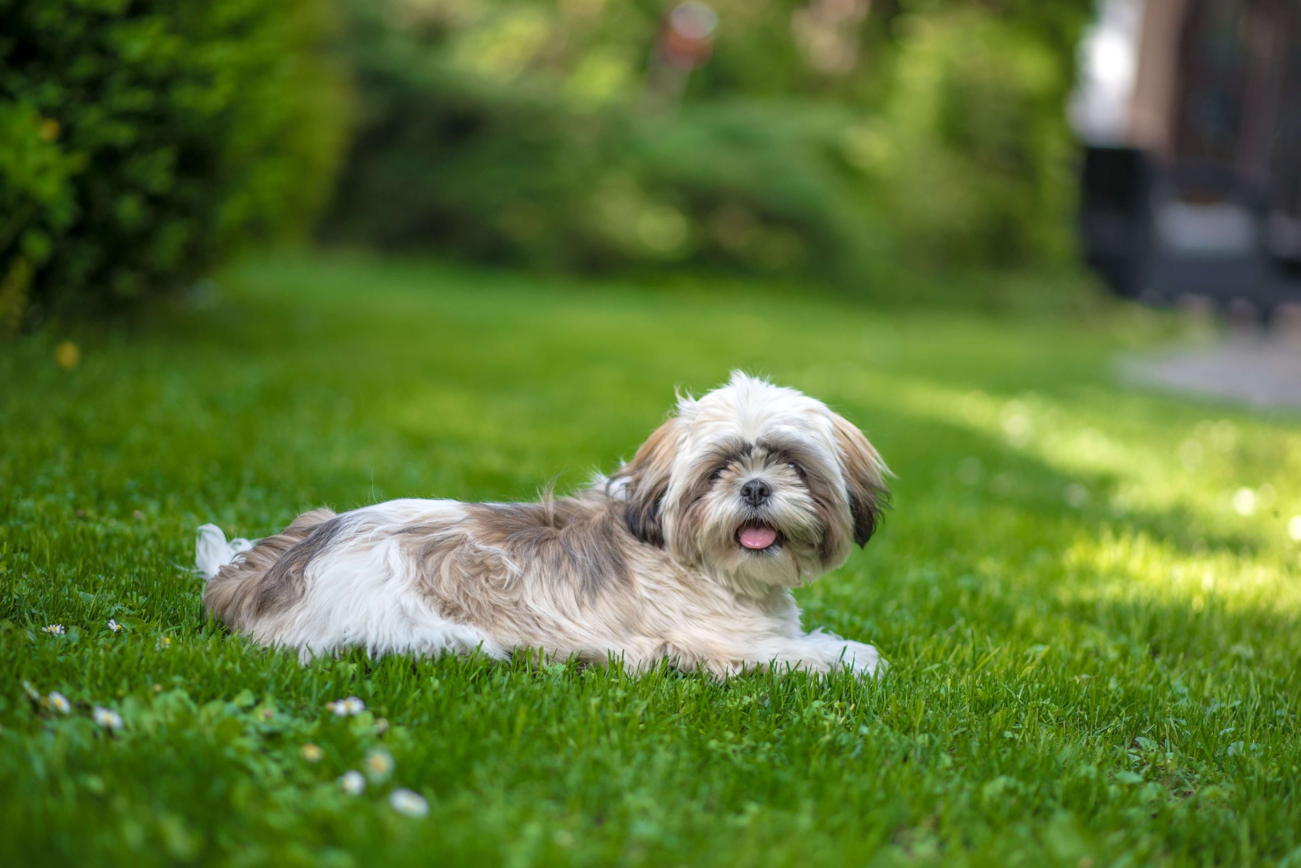 The importance of nutrition in Shih Tzu digestive problems