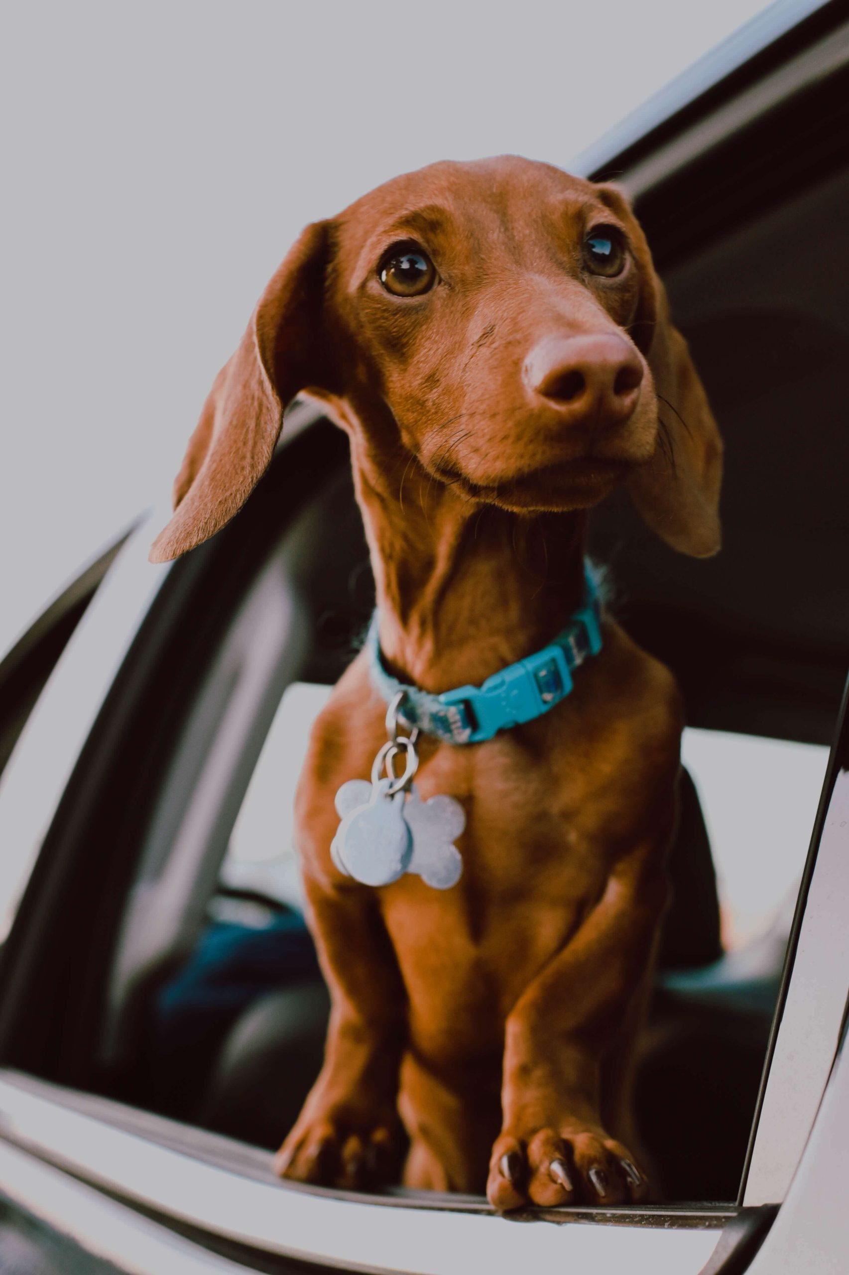 When do you need to see a vet about your dachshund’s stomach issues?