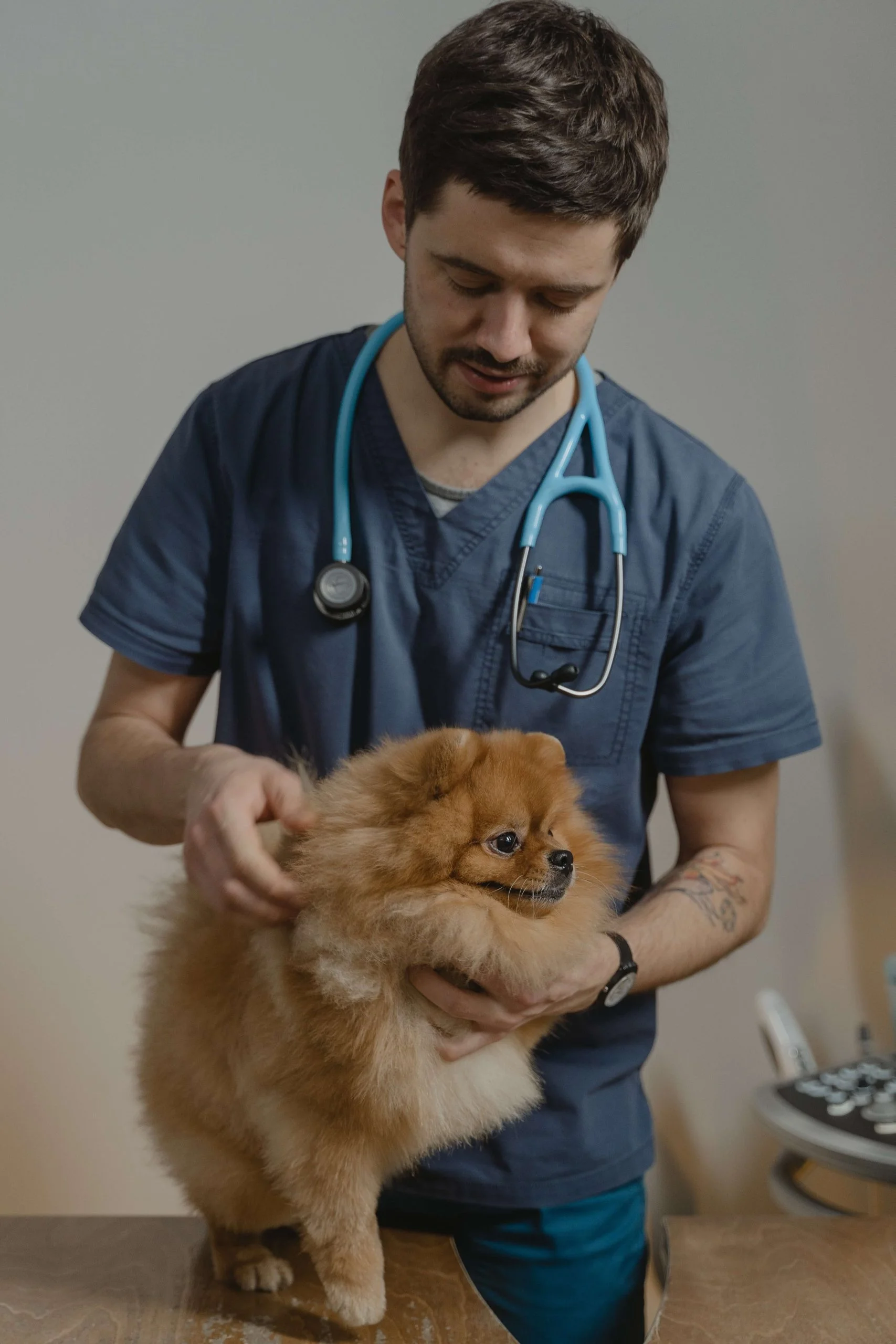 When should you visit a vet? 