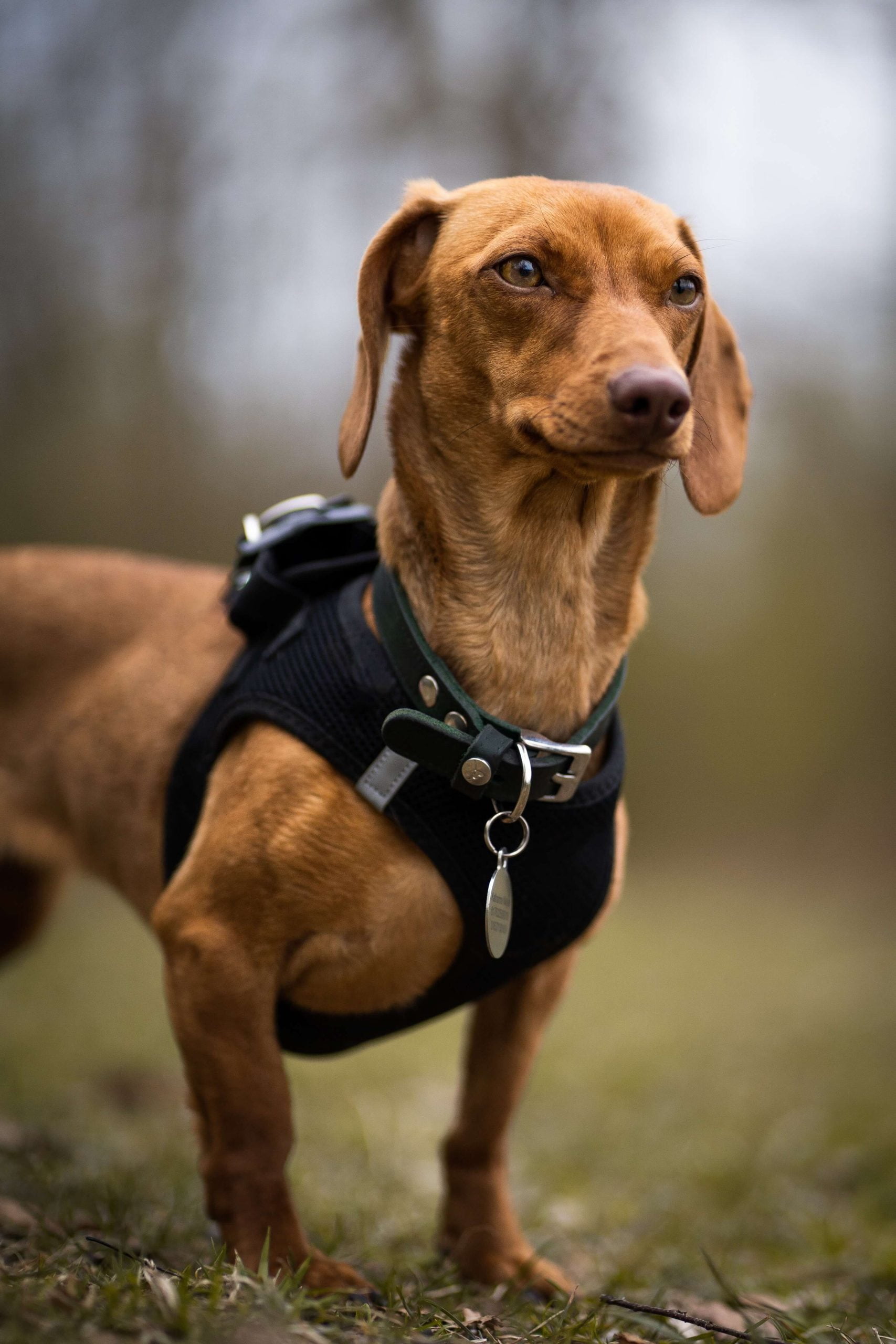 How big is a fully-grown Dachshund?